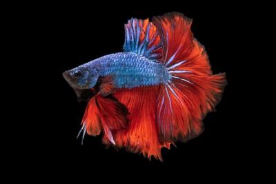 Betta Fish Stunning Images for Free Download