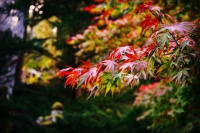 Close-up of Maple Leaf on Tree During Autumn – Free Download