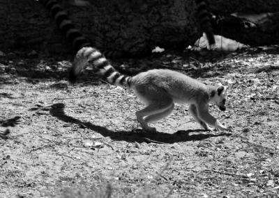 Lemur on Field During Sunny Day – Free Download