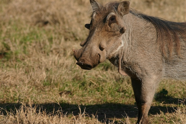 Wild Common Warthog at the Zoo – Free Stock Photo for Download