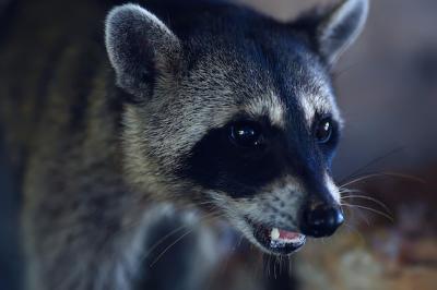 American Raccoon in the Wild – Free Stock Photo for Download