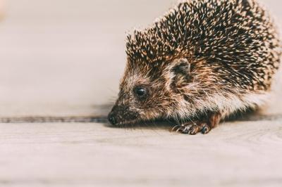 Close-Up of an Animal – Free Download Stock Photo