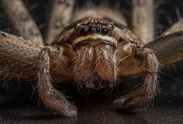 Macro Animal Spider – Free Stock Photo for Download