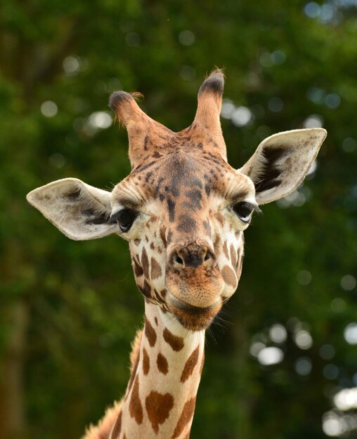 Giraffe Close-Up in Forest – Free Download