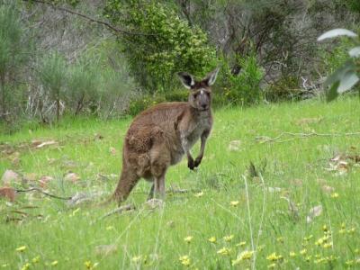 Kangaroo on Grassy Field – Free Stock Photo for Download