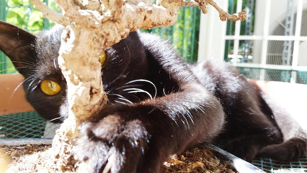 Cat Peeking Through Houseplant – Free Stock Photo, Download Free