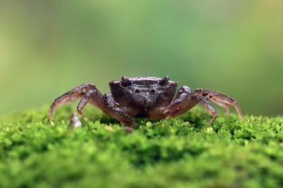 Closeup of Baby Crab on Green Moss | Defensive Position Convexa Crab – Free Download