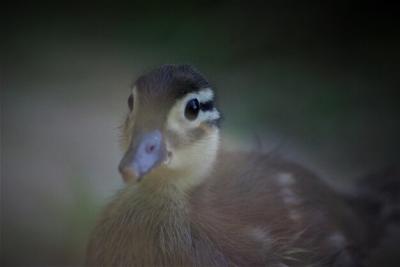 Close-up of a Bird – Free to Download for Your Projects