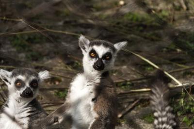 Portrait of Monkey in Natural Field – Free Stock Photo, Download for Free