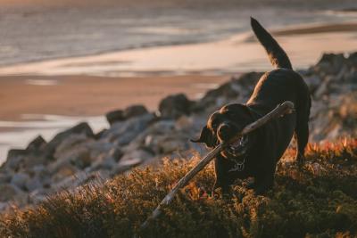 Cute and Happy Dog Chewing on a Stick – Free Download