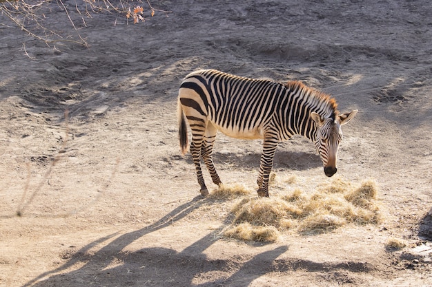 High Angle Shot of a Zebra Eating Hay in a Zoo – Free Stock Photo Download