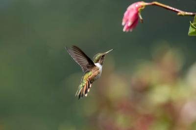 The Glowing Hummingbird: Native to Costa Rica and Panama – Free Stock Photo for Download