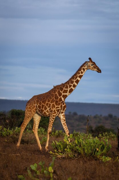 Reticulated Giraffe Crossing the Savannah in Warm Light – Free Download