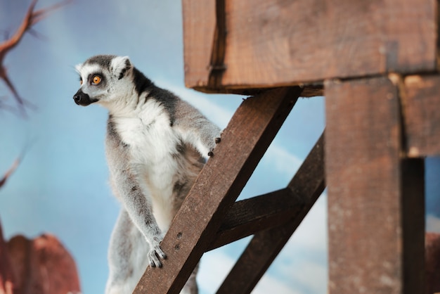 Ring-tailed Lemur on Wooden Ladder – Free Stock Photo for Download