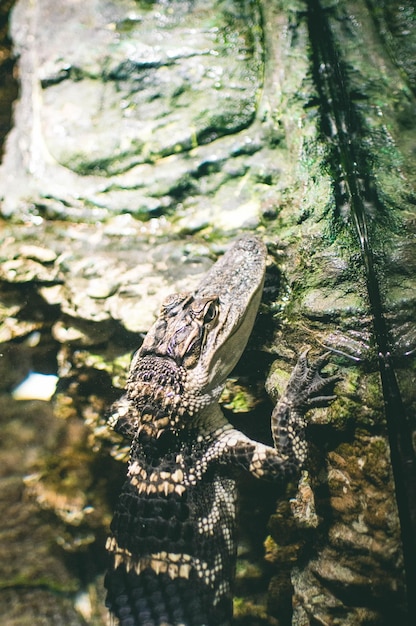 Close-up of Crocodile on Tree Trunk – Free Stock Photo, Download Free