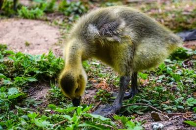 Yellow Duck Eating in Greenery – Free Download