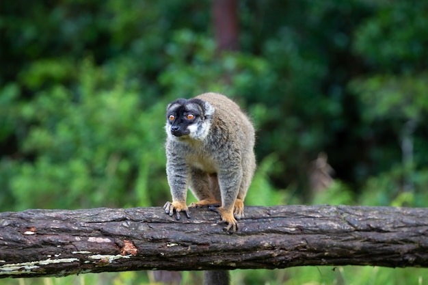 Lemurs on a Log Hanging Over Water – Free Download