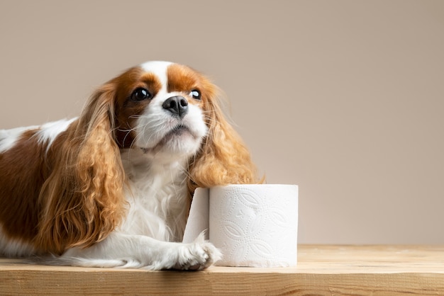 Stunning Dog Portrait – Free Stock Photo for Download