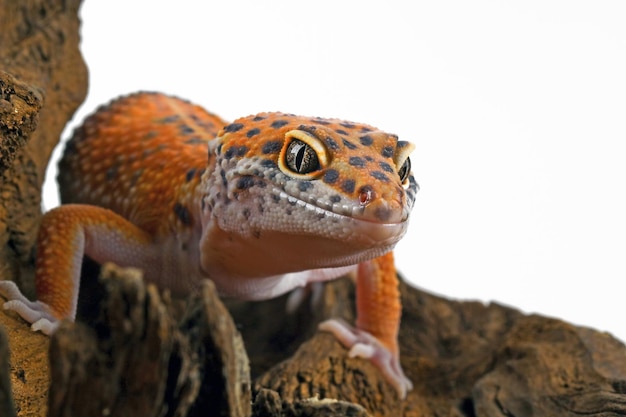 Leopard Gecko Close-Up on Wood: Searching for Prey – Free Download