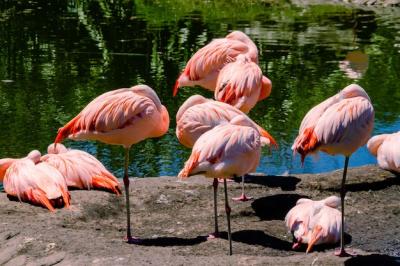 Chilean Flamingos in a Pond – Free Stock Photo for Download