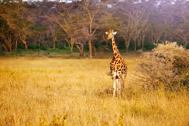 Stunning Giraffe in Natural Habitat – Free Download