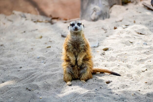 Meerkat Portrait – Free Download, Free Stock Photo