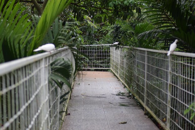 Stunning Metal Fence Surrounded by Lush Greenery – Free Download