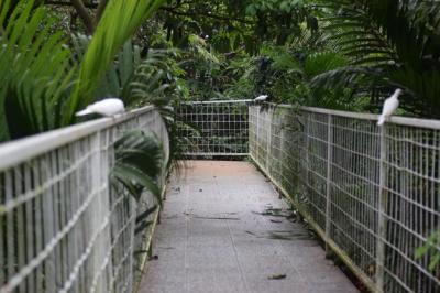 Stunning Metal Fence Surrounded by Lush Greenery – Free Download