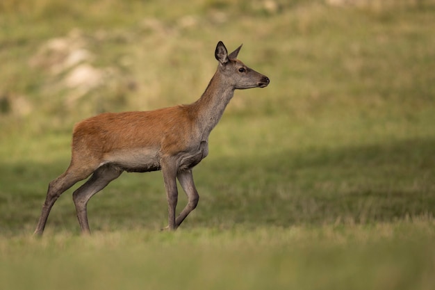 European Wildlife: Red Deer in Their Natural Habitat During the Rut – Free Stock Photo for Download