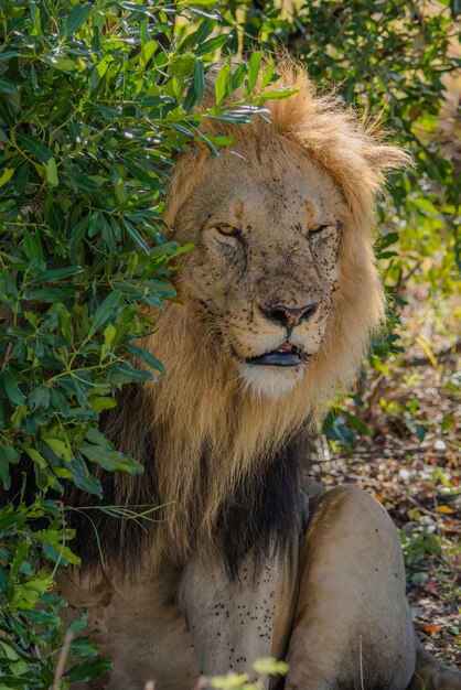 Close-up of a Lion Sitting Outdoors – Free Stock Photo Download