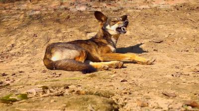 Dog Sitting on Rock: Free Stock Photo for Download