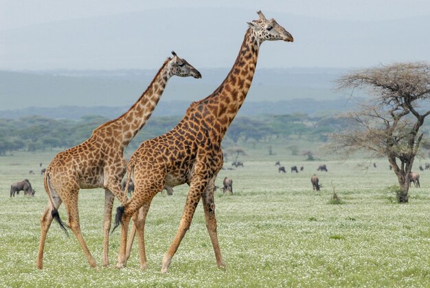 Giraffes on the Serengeti Plains – Free Stock Photo for Download