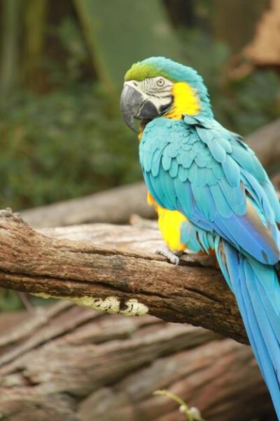 Blue Parrot Perched on Wood – Free Stock Photo for Download