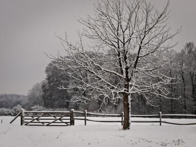 Snow-Covered Park – Download Free Stock Photo