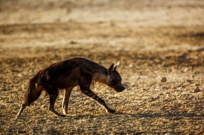 Brown Hyena Walking Backlit in Kgalagadi Transfrontier Park, South Africa – Free Stock Photo for Download