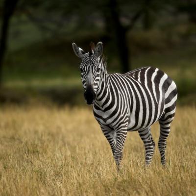 Zebra in Serengeti National Park, Tanzania – Free Stock Photo for Download