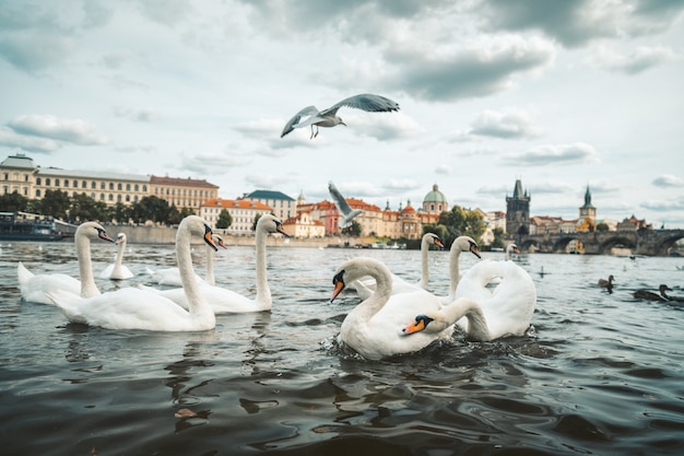 Serene Lake Scene with White Swans and Seagulls in Prague – Free Download