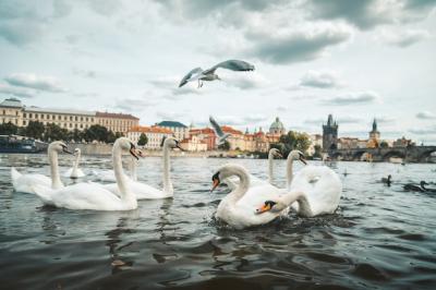 Serene Lake Scene with White Swans and Seagulls in Prague – Free Download