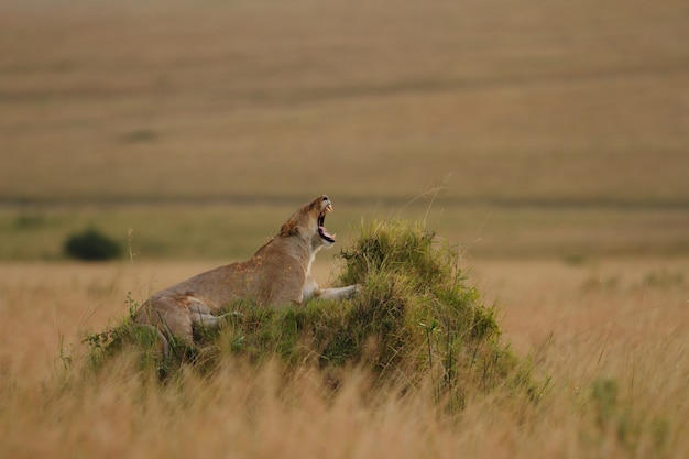 Majestic Lioness Roaring on a Grass-Covered Hill – Free Download