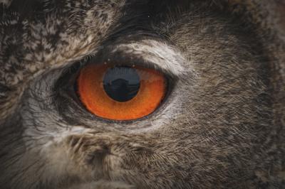 Closeup Shot of a Eurasian Eagle Owl’s Eye – Free Download