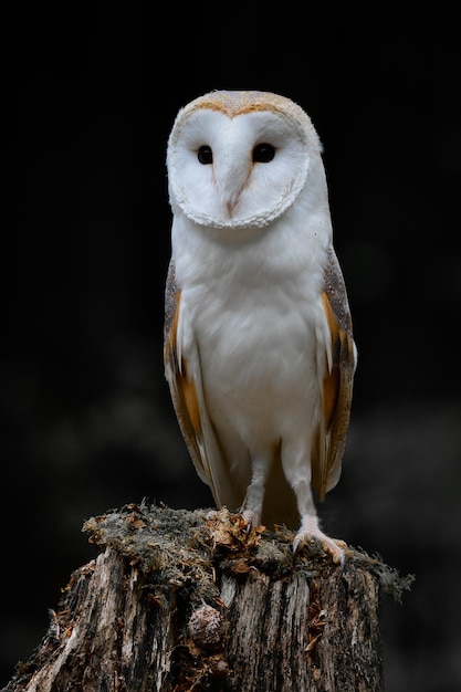 Close-Up of an Owl Perched on a Wood Post – Free Download