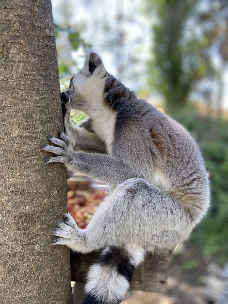 Cute Ring-Tailed Lemurs Playing on a Tree Branch â Free Stock Photo, Download Free