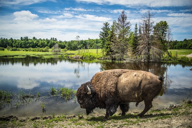 Bison by Lake Against Sky – Free Stock Photo Download