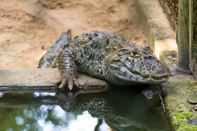 Alligator Jacare do Papo Amarelo in Rio de Janeiro Park – Free Stock Photo for Download