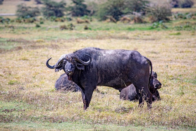 Wild Animals in Africa – Download Free Stock Photos