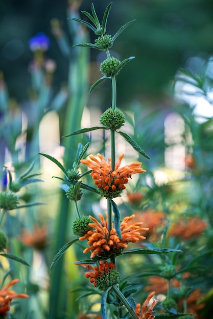 Blooming Orange Petaled Flower – Free Stock Photo for Download