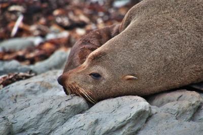 Seal in Kaikoura, New Zealand – Free Stock Photo for Download