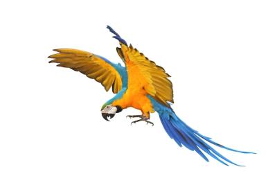 Blue and Gold Macaw Parrot in Vibrant Colors – Free Stock Photo Download