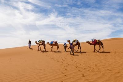 Camels Caravan in the Sahara Desert – Free Download