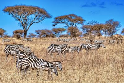 Group of Zebras in Africa – Free Download